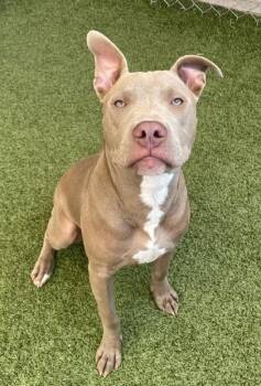 Ernest -  Mixed Breed Dog for Adoption in Fort Worth, Texas - Ernest | PetCurious