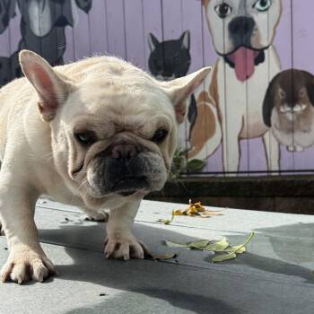 Doug -  French Bulldog Dog for Adoption in Madison, Wisconsin - Doug | PetCurious