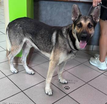 Astro -  German Shepherd Dog Dog for Adoption in Little Rock, Arkansas - Astro | PetCurious