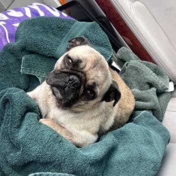 Rescue Pug Dogs for Adoption in Alvin, Texas - Anna | PetCurious