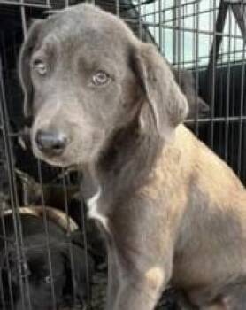Viper -  Labrador Retriever and Mixed Breed Dog for Adoption in Kansas City, Missouri - Viper | PetCurious
