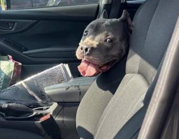 Crash -  American Bully and Pit Bull Terrier Dog for Adoption - Crash | PetCurious