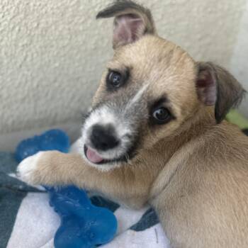 Rescue Terrier Dogs for Adoption in San Diego, California - Mizuno (Milestone Litter) | PetCurious