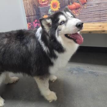 Fireball -  Siberian Husky Dog for Adoption in Normal, Illinois - Fireball | PetCurious
