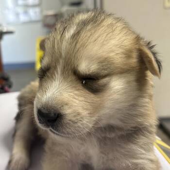Pumkin -  Shepherd and Mixed Breed Dog for Adoption in Yuma, Arizona - Pumkin | PetCurious