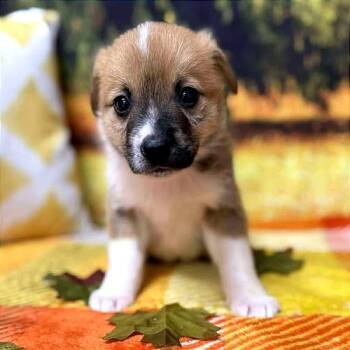 Rescue Mixed Breed Dogs for Adoption in Lebanon, Missouri - Woodstock | PetCurious