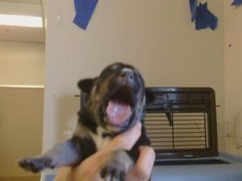 Husky Dogs Available for Adoption - EGBERT | PetCurious