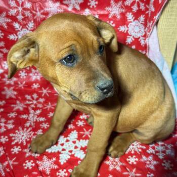 Rescue Boxer Dogs for Adoption in Brentwood, Tennessee - Cici | PetCurious