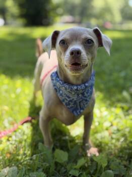 Maleficent -  Chihuahua Dog for Adoption in Union Grove, Wisconsin - Maleficent | PetCurious