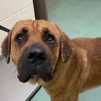 Rescue Mastiff and Mixed Breed Dogs for Adoption in Bartlett, Tennessee - Argo | PetCurious