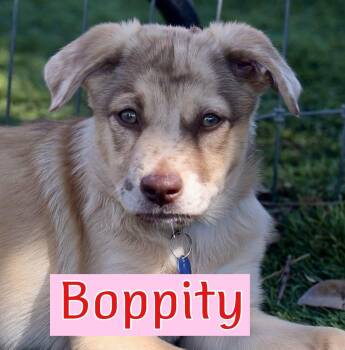 Boppity -  Catahoula Leopard Dog Dog for Adoption in Fort Worth, Texas - Boppity | PetCurious