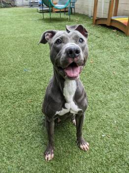 Rescue Pit Bull Terrier Dogs for Adoption in Port Washington, New York - Venus | PetCurious