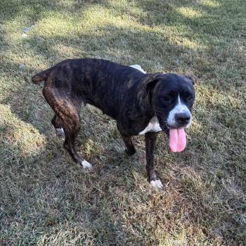 Ella -  Boxer Dog for Adoption in Austin, Texas - Ella | PetCurious