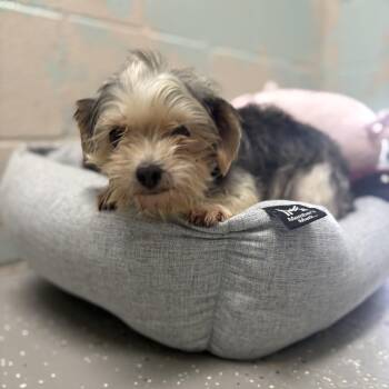 Joodee -  Yorkshire Terrier Dog for Adoption in Bardstown, Kentucky - Joodee | PetCurious