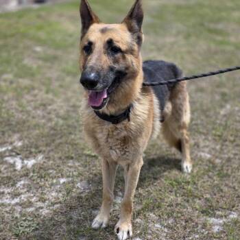 King -  German Shepherd Dog Dog Available for Adoption in Valdosta, Georgia - King | PetCurious