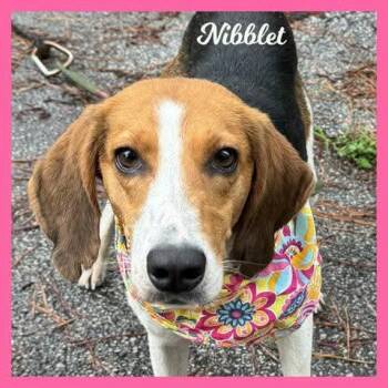 Nibblet -  Hound Dog for Adoption in Sumter, South Carolina - Nibblet | PetCurious