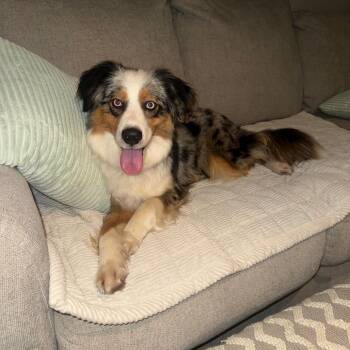 Avis -  Australian Shepherd and Mixed Breed Dog for Adoption - Avis | PetCurious