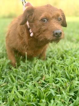 Birdie-Transport -  Miniature Poodle Dog for Adoption in Gradyville, Kentucky - Birdie-Transport | PetCurious