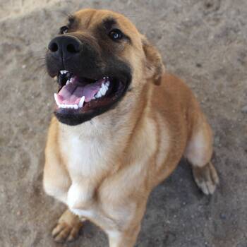 Benji -  Shepherd and Belgian Shepherd Malinois Dog for Adoption in Yucca Valley, California - Benji | PetCurious