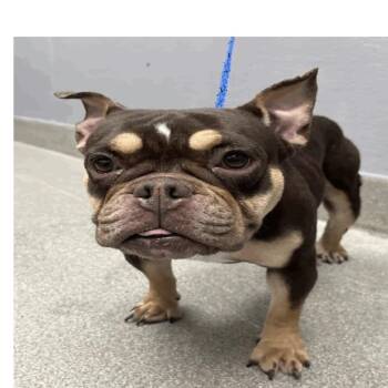 Marisol -  French Bulldog and Mixed Breed Dog for Adoption in Las Vegas, Nevada - Marisol | PetCurious