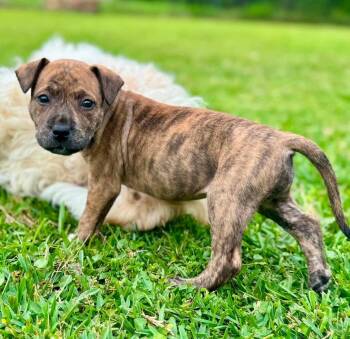 Catahoula Leopard Dog and Black Mouth Cur Dogs Available for Adoption in Grand Bay, Alabama - Mocha | PetCurious