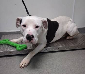 Rescue American Staffordshire Terrier Dogs for Adoption in Tulare, California - Petey | PetCurious