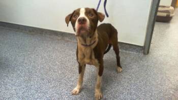A1270403 -  Pit Bull Terrier Dog for Adoption in Charlotte, North Carolina - A1270403 | PetCurious