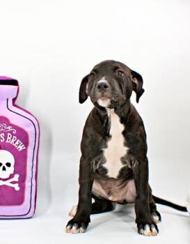 Waggles -  Pit Bull Terrier and Fox Terrier Dog for Adoption in Morton Grove, Illinois - Waggles | PetCurious