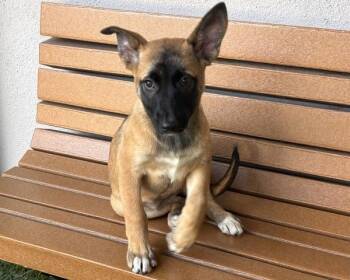 Osita -  Shepherd Dog for Adoption in Novato, California - Osita | PetCurious