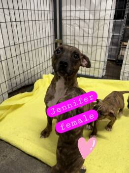 Rescue Mixed Breed Dogs for Adoption in Evansville, Indiana - Jennifer | PetCurious
