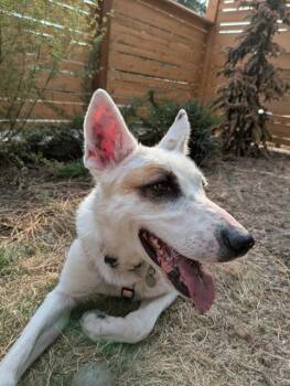 Rescue German Shepherd Dog and Mixed Breed Dogs for Adoption in Kent, Washington - LAIKA | PetCurious