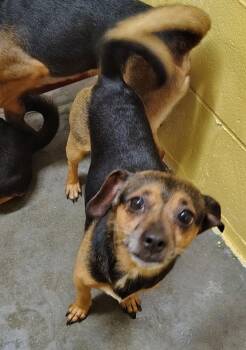 Rocky -  Miniature Pinscher Dog for Adoption in Wahpeton, North Dakota - Rocky | PetCurious