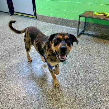 Spot -  Shepherd and Mixed Breed Dog for Adoption in Falls Church, Virginia - Spot | PetCurious