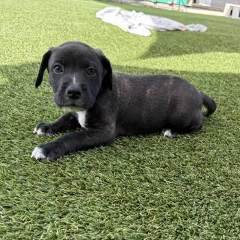 Biscuit 9328 -  Mixed Breed Dog for Adoption in Loxahatchee Groves, Florida - Biscuit 9328 | PetCurious