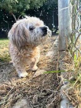 Rescue Poodle Dogs for Adoption in Incline Village, Nevada - Whiskey | PetCurious