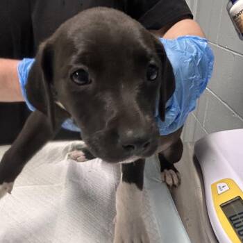 Love -  Mixed Breed Dog for Adoption in Summerville, South Carolina - Love | PetCurious