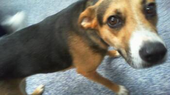 ENSI -  Mixed Breed Dog for Adoption in Charlotte, North Carolina - ENSI | PetCurious