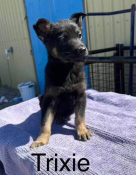Trixie -  Shepherd Dog for Adoption in Yellowknife, Northwest Territories - Trixie | PetCurious