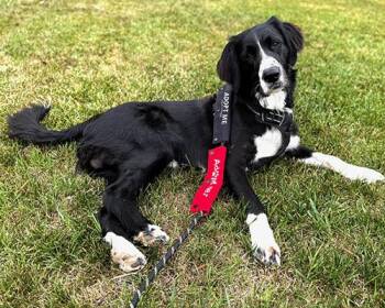 Border Collie Dogs Available for Adoption in Lake Wylie, South Carolina - Augie | PetCurious