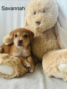 Savannah -  Labrador Retriever Dog for Adoption in Fort Belvoir, Virginia - Savannah | PetCurious