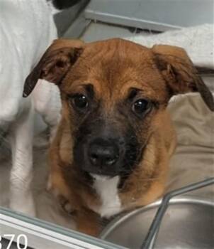 Terrier Dogs Available for Adoption in Oklahoma City, Oklahoma - A475371 | PetCurious