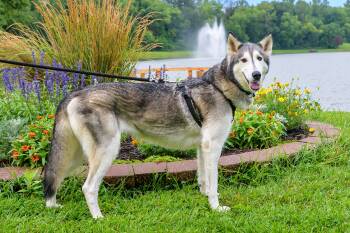 Rescue Siberian Husky Dogs for Adoption in Omaha, Nebraska - Sam | PetCurious