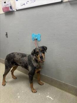 Rottweiler and Mixed Breed Dogs Available for Adoption - MAGENTA | PetCurious