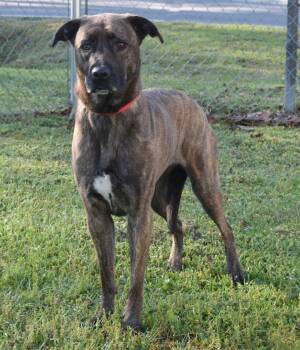 Mixed Breed Dogs Available for Adoption in Kingsland, Georgia - Sailor | PetCurious