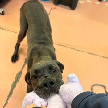 Great Dane Dogs Available for Adoption - Scarlett | PetCurious