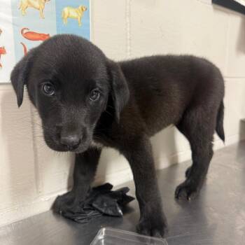 Baltimore -  Labrador Retriever Dog for Adoption in Parrish, Alabama - Baltimore | PetCurious