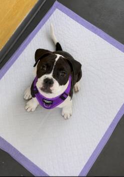 Boxer Dogs Available for Adoption in Las Vegas, Nevada - Inoki | PetCurious