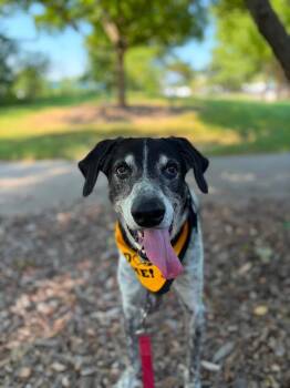 Ike -  Hound Dog for Adoption in Columbia, Missouri - Ike | PetCurious