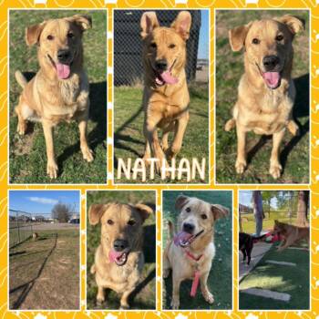 Rescue Shepherd and Mixed Breed Dogs for Adoption in Fort Smith, Arkansas - Nathan | PetCurious