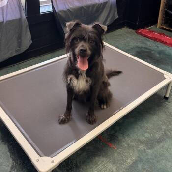 Fancy -  Mixed Breed Dog for Adoption in Avon, Ohio - Fancy | PetCurious